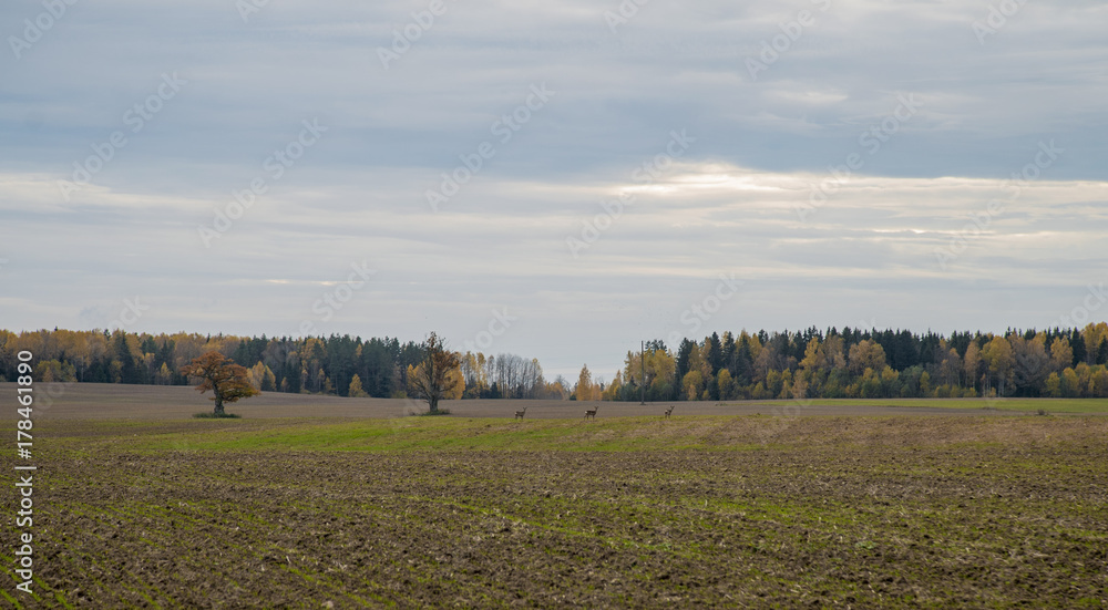 Roe deer on a wheat field in autumn