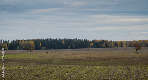 Roe deer on a field in autumn