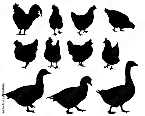 Set of realistic vector silhouettes blind, cock and geese, isolated