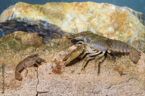 Two European crayfish, astacus astacus in the pond