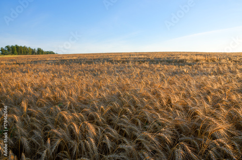 Wheat field in bright sunlight at sunrise.Landscapes of Tula region,Russia 