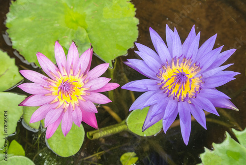 Lotus is a flower that familiar and favorable with Thai people from the past and a flower for Buddhism