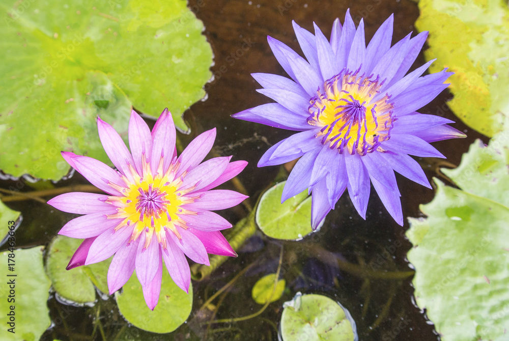 Lotus is a flower that familiar and favorable with Thai people from the past and a flower for Buddhism Lotus is a flower that familiar and favorable with Thai people from the past and a flower for Buddhism