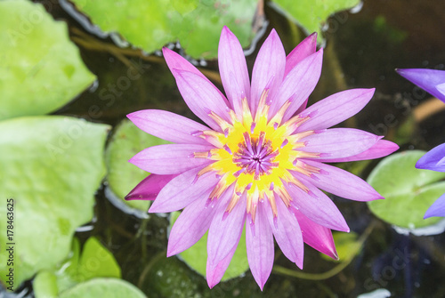 Lotus is a flower that familiar and favorable with Thai people from the past and a flower for Buddhism