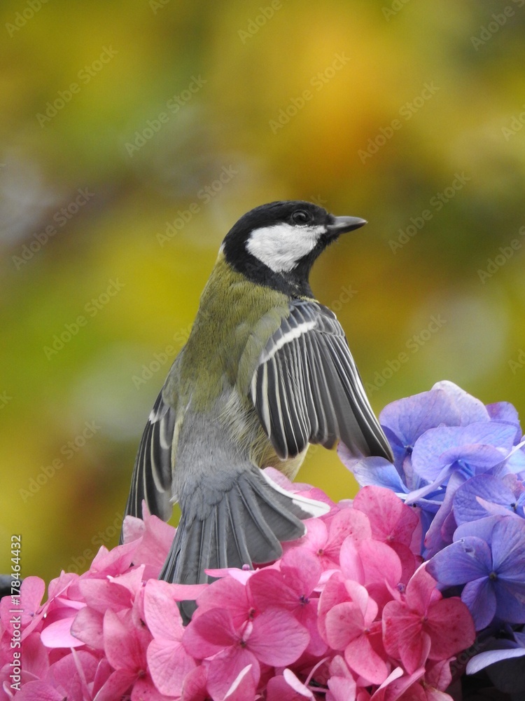Obraz premium Beautiful great tit on top of a hydrangea flower
