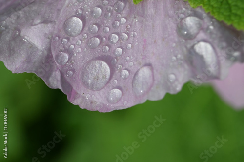 water drops on the flower abstract