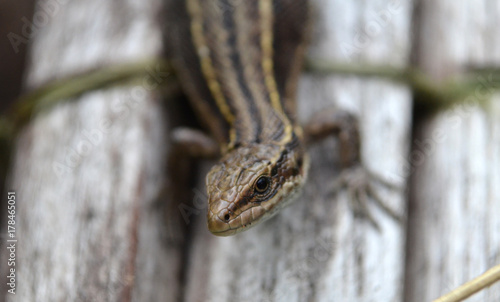 lizard clouse up summer time photo