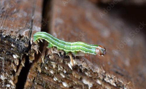 Green catepilar insect photo