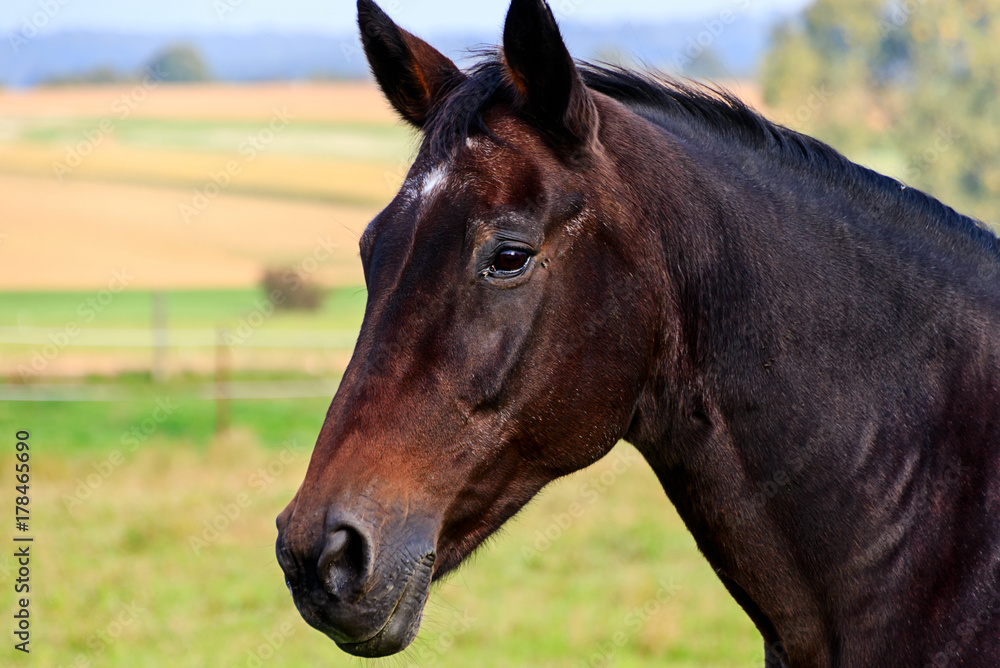 Elegant Trakehner Black and Brown Stallion-Horse