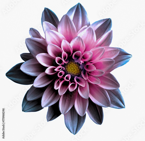 Surreal dark chrome violet and pink flower dahlia macro isolated on white