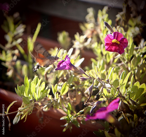 Macroglossum stellatarum feeding on flowers.It is an insect quite similar to a hummingbird, it is named also Hummingbird Hawk-moth or Hummingmoth.It flies during the day with an audible humming noise. photo