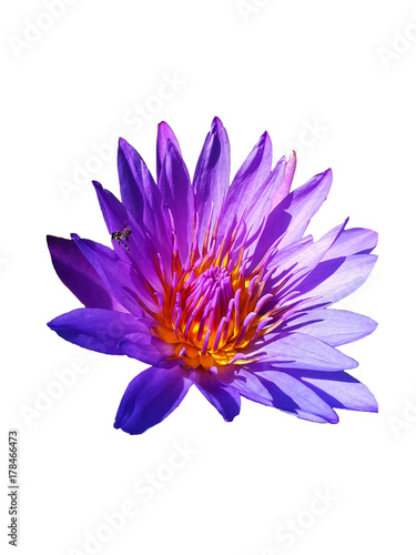 Top view Purple lotus and bee in pond on white isolate , clipping path