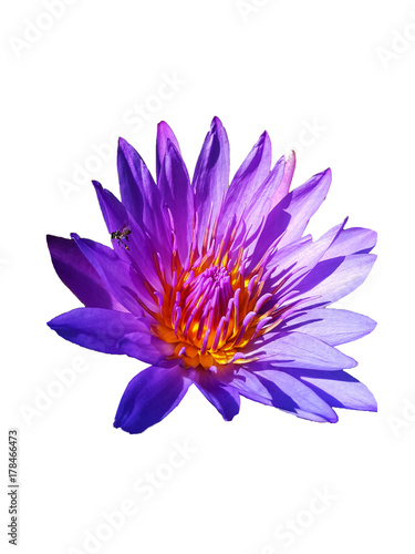 Top view Purple lotus and bee in pond on white isolate   clipping path