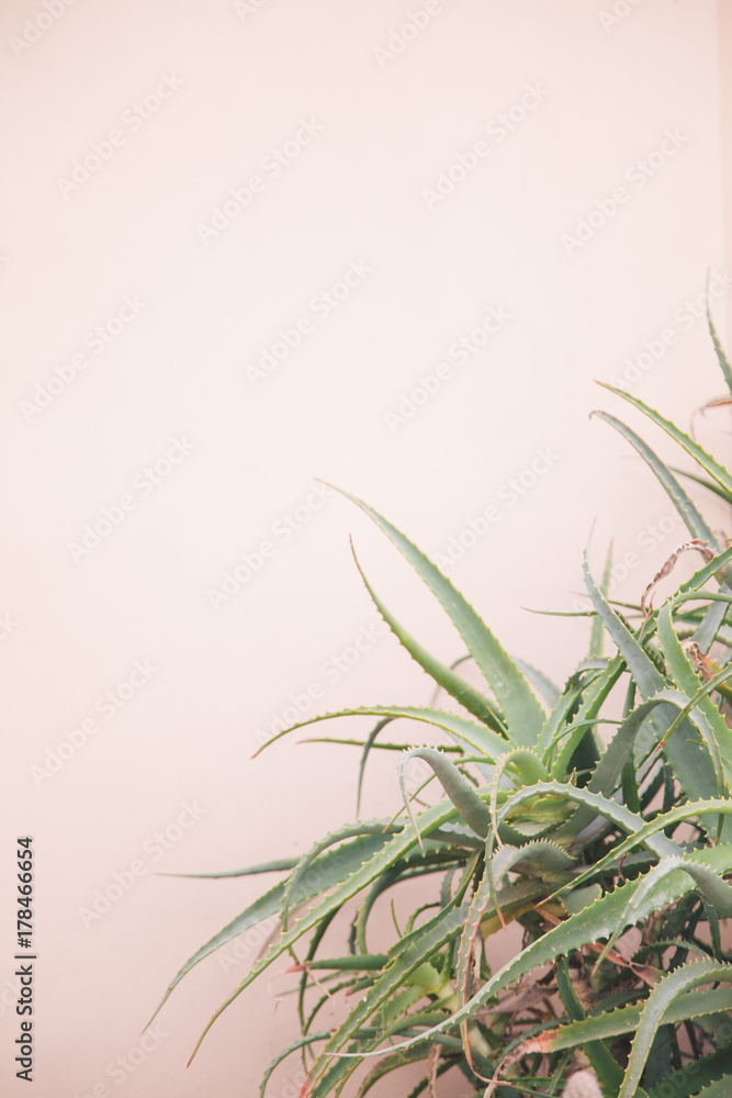 Aloe on a rose background Aloe on a rose background