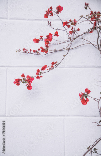 Red flowers on white wall