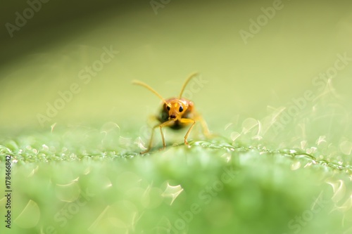 Ladybug insect in nature with abstract blurry background,selective focus. photo
