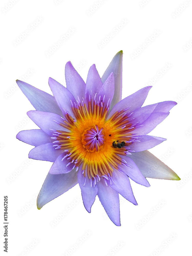 Top view Purple lotus and bee in pond on white isolate , clipping path