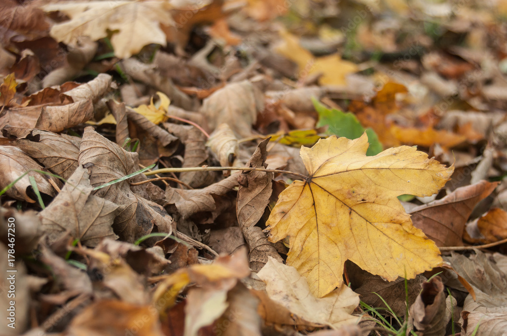 Fototapeta premium détail feuilles mortes d'érable sur le sol en automne