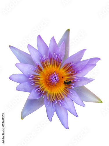 Top view Purple lotus and bee in pond on white isolate   clipping path