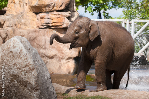 CHESTER, ENGLAND, UNITED KINGDOM - MAY 01 2017: Baby Asian Elephant (Elephas maximus) Indali cools off in the water, portraying fun and playfulness.