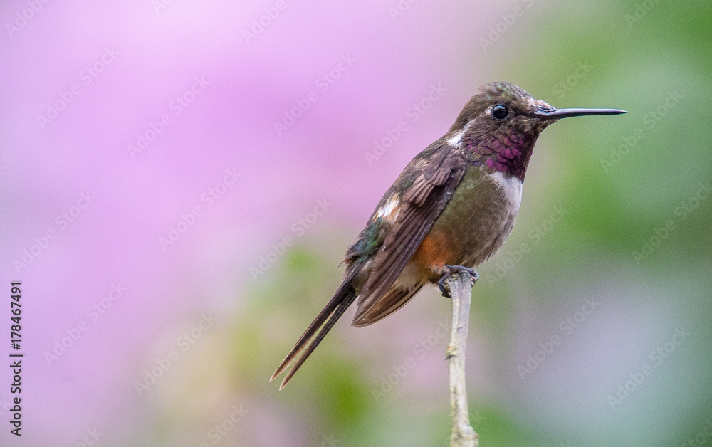 Fototapeta premium Hummingbird