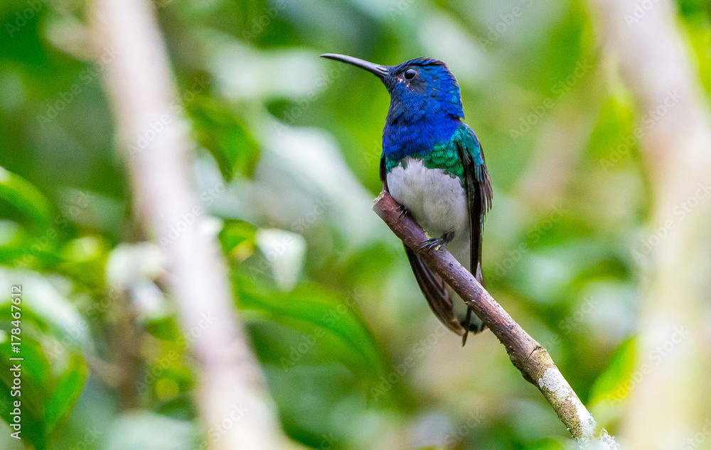 Hummingbird Hummingbird