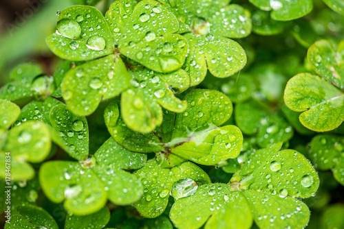 Clover leafs with raindrops on them