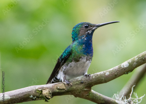 Hummingbird © John