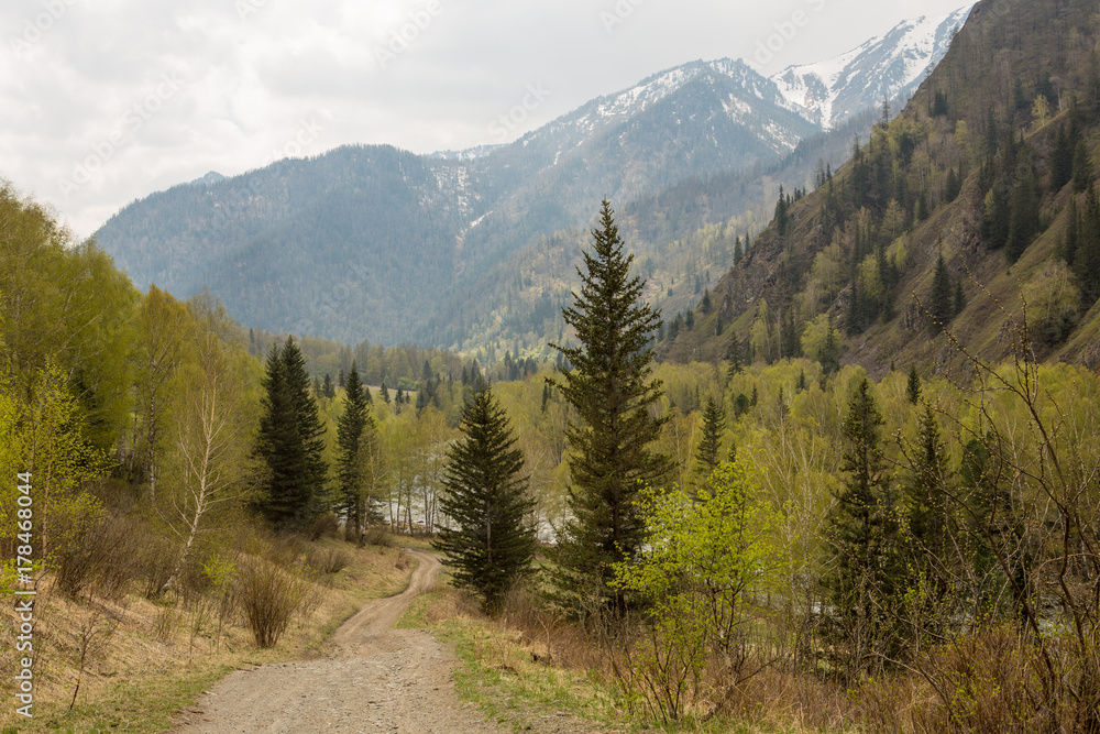 Forest of pine in the mountains. Ukraine