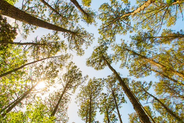 Fototapete Bäume Hohe Kiefern im Sommerhimmel  © volgariver