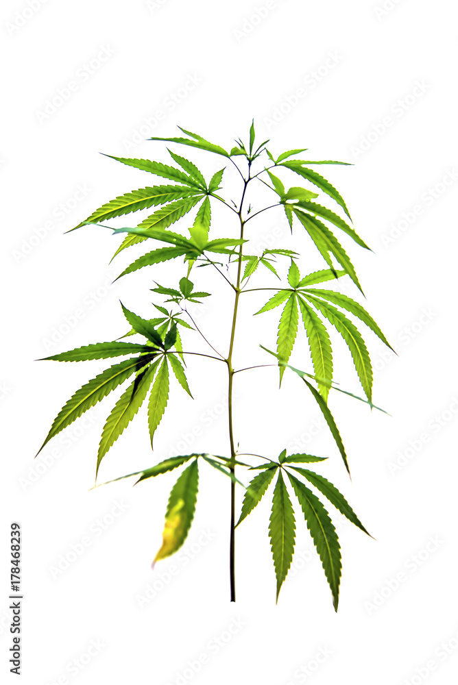 Obraz premium Cannabis leaf isolated on white background