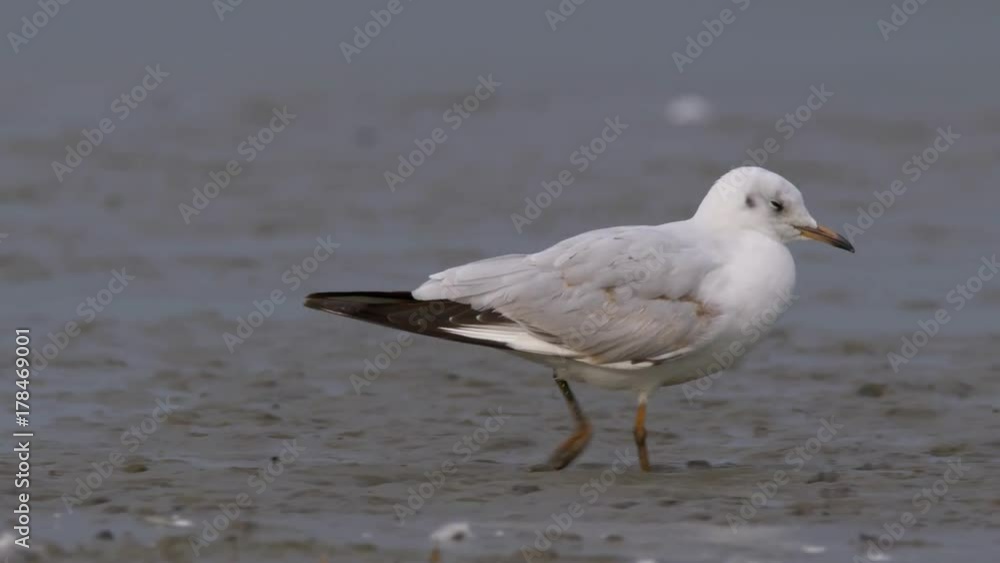 Black-headed gull (Chroicocephalus ridibundus) at the bottom of a pond