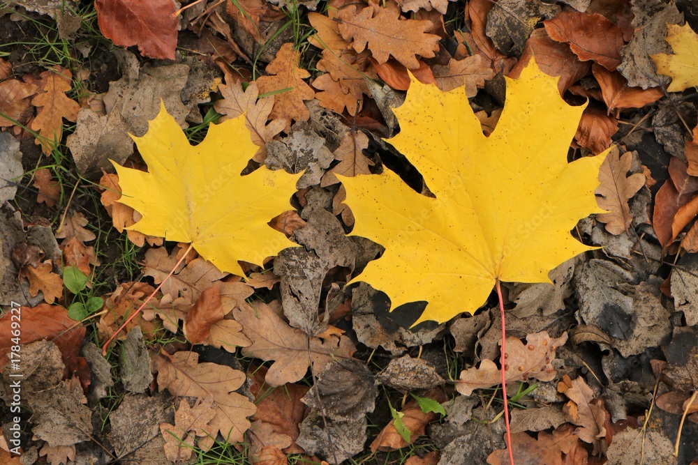 yellow maple leaves in autumn 