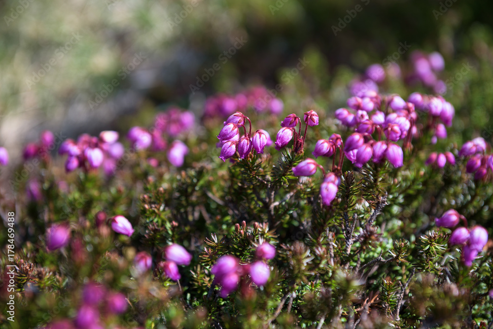Obraz premium Small pink flowers growing on the rocky slopes of mount Kurodake, Daisetsuzan National Park, Hokkaido, Japan
