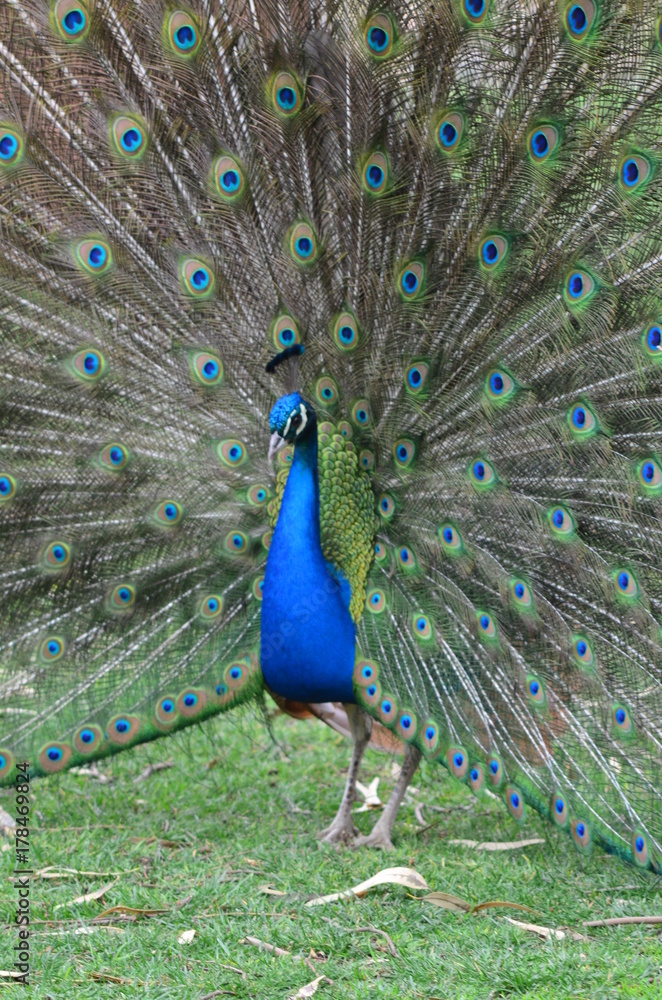 Obraz premium A male peacocok streching feathers.