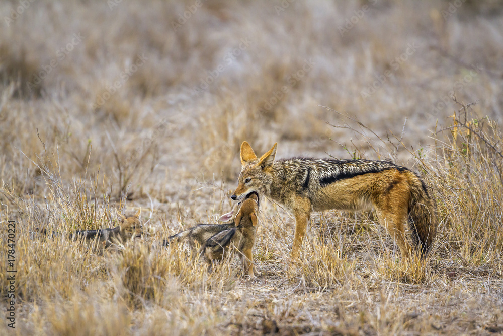 Black-backed jackal in Kruger National park, South Africa Black-backed jackal in Kruger National park, South Africa