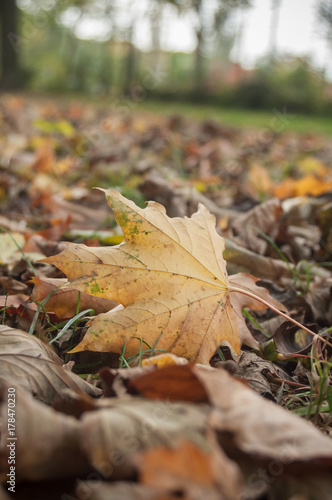 détail feuilles mortes d'érable sur le sol en automne