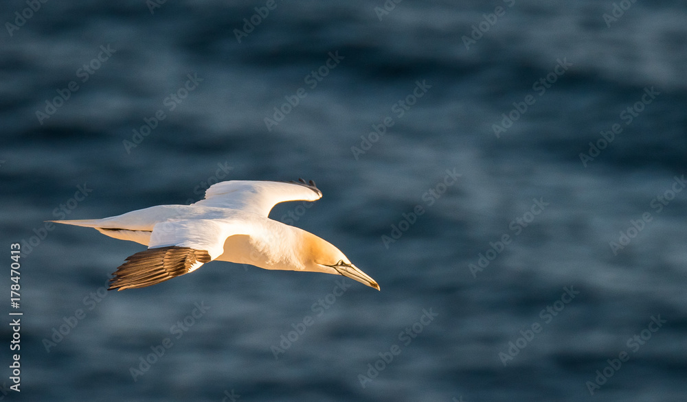Northern Gannets