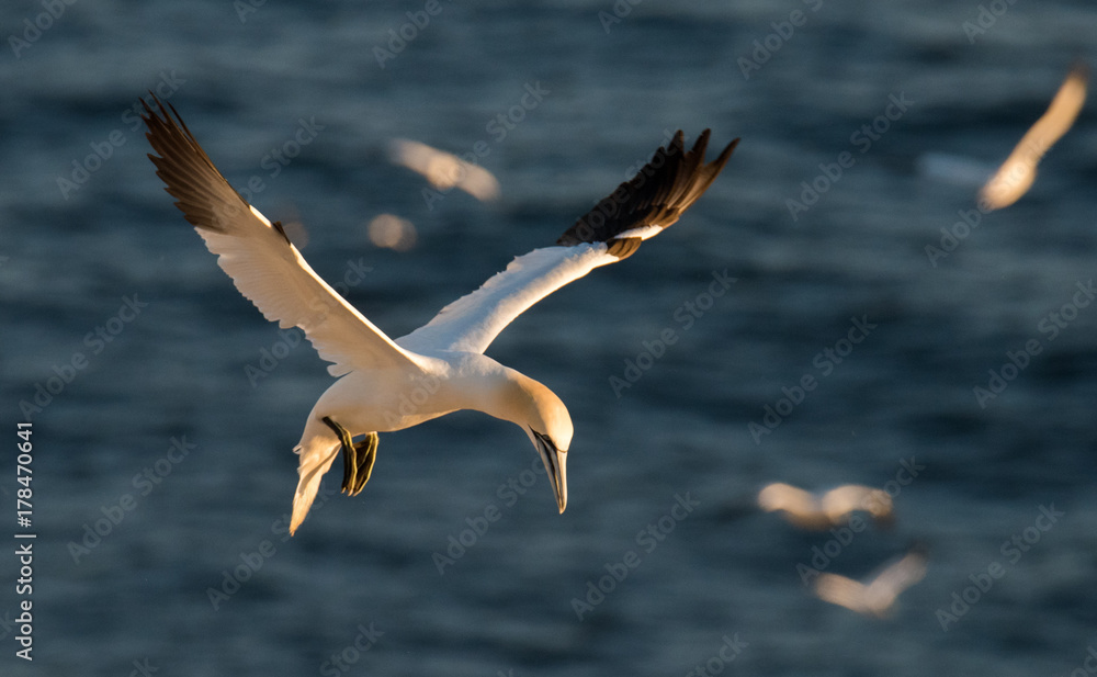 Northern Gannets