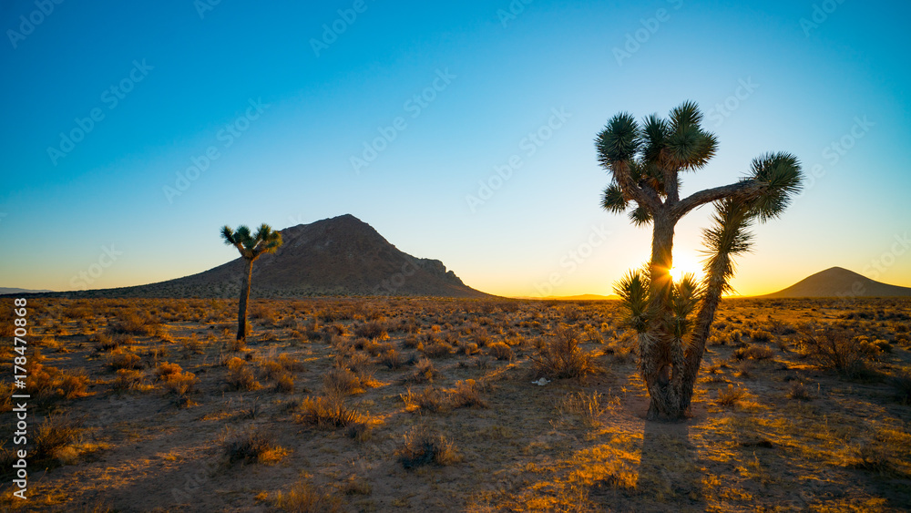 Desert Joshua Tree Sunrise