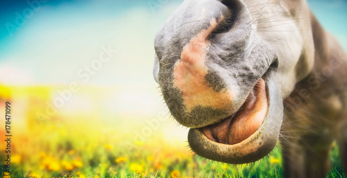 Close up funny horse face at summer pasture background