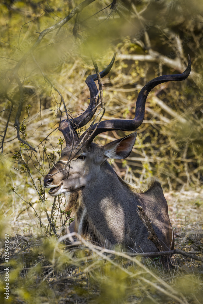 Greater kudu in Kruger National park, South Africa Greater kudu in Kruger National park, South Africa
