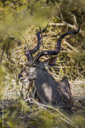 Greater kudu in Kruger National park  South Africa