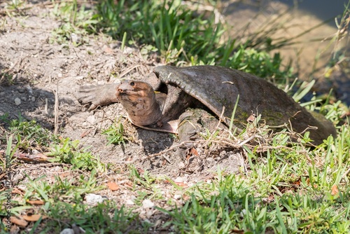 tortue à carapace molle de floride apalone ferox