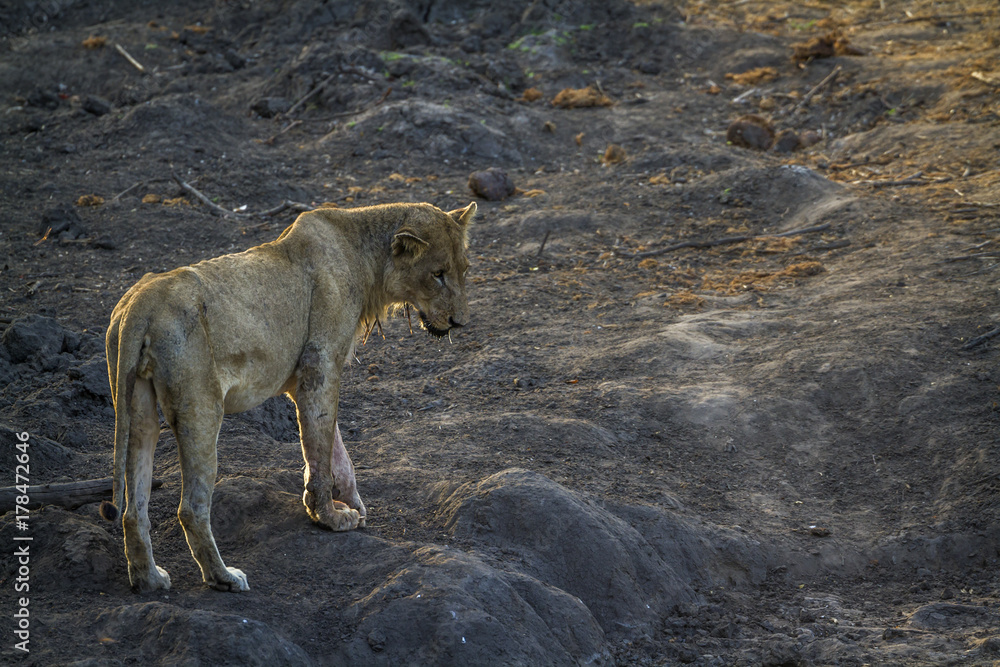 African lion in Kruger National park, South Africa African lion in Kruger National park, South Africa