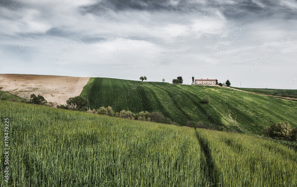Obraz premium Campi di grano ancora verde con casolare sullo sfondo