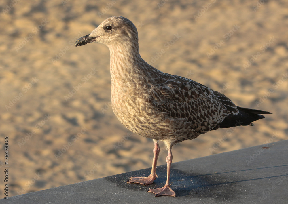 Gull portrait on the beach in Ostend, North Sea Gull portrait on the beach in Ostend, North Sea