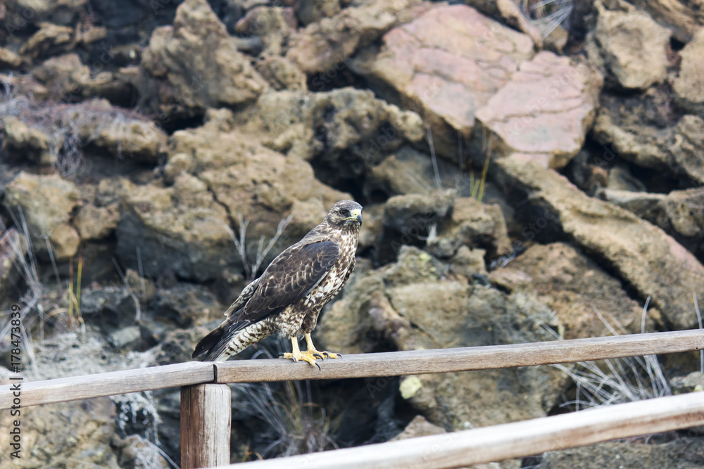 Halcón de Galápagos Halcón de Galápagos