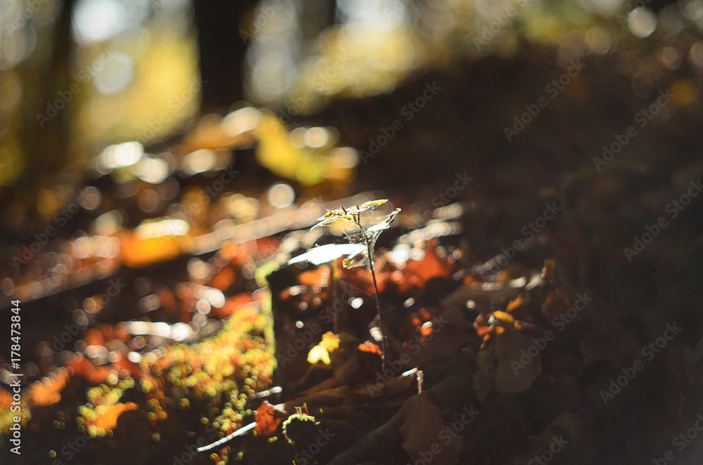 Spider net in the forest.