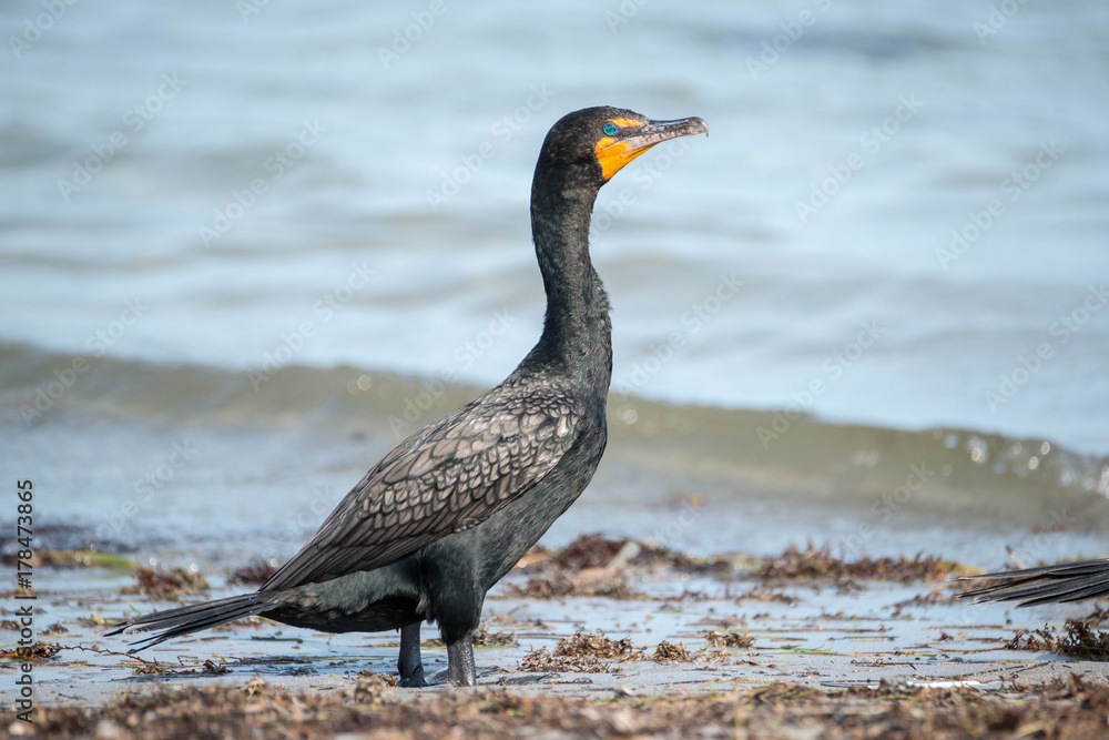 cormoran en bord de mer cormoran en bord de mer